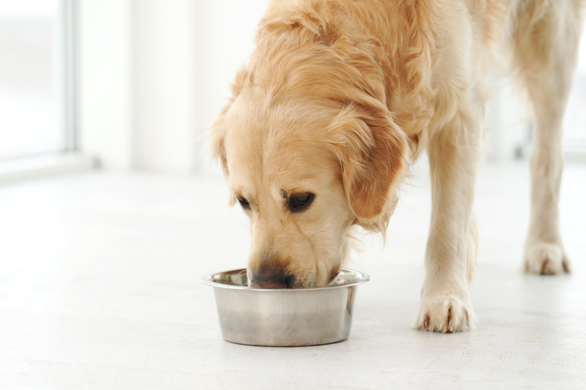 Pet Food Company Recalls Dog Food Sold Nationwide Due to Salmonella & Listeria Concerns