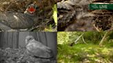 Springwatch Live cameras 2023: how to watch the amazing animal activity!