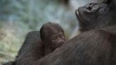 La sorpresa por el gorila que pensaban que era macho y dio a luz a una cría en EE.UU.
