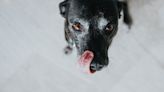 Feeding Dogs Raw Meat Linked with Antibiotic Resistant Bacteria, Study Suggests