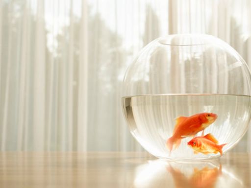 The internet has turned on a man who saved a goldfish left on his lawn