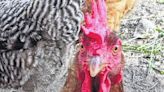 Are your chickens cool enough to beat the heat? | Sampson Independent