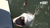 Off the coast of New York is a baby white shark nursery
