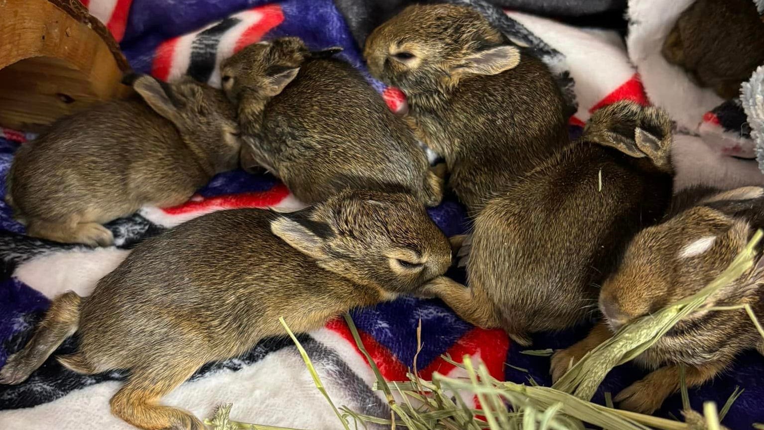 Bunnies in plastic bag tossed out car window in Macomb County, rescued by deputy