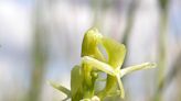 Rare orchid found at Welsh military site for the first time in almost 20 years