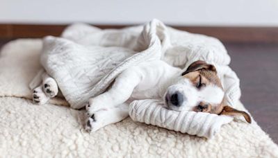 ¿Es bueno tapar a nuestros perros cuando duermen?