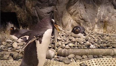 企鵝求婚大作戰 屏東海生館準備「定情鵝卵石」助攻 - 生活