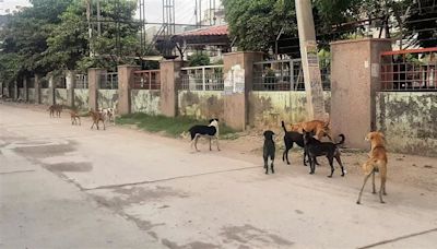 Dogs on prowl in Panipat, 45 need vaccination daily