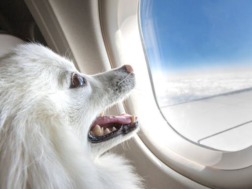 BARK Air, the first airline catering specifically to dogs, is booking flights now