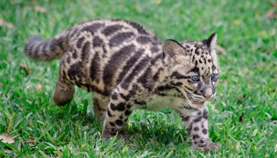 Zookeeper Gives Clouded Leopard Cub a Bath and We All Want the Job