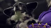 Mixed-Breed Dog Wins the Westminster Dog Show's Agility Competition for the First Time