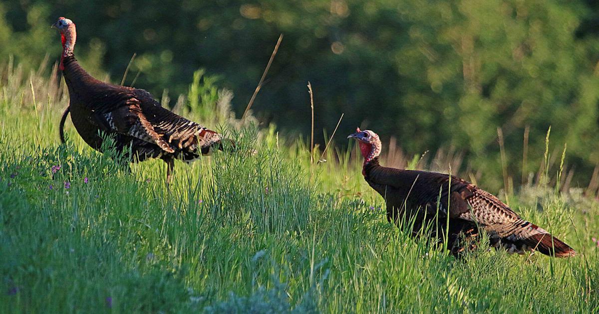 What hunters should know for the 2024 Utah spring turkey hunts