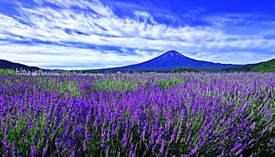 夢幻級薰衣草花海！綻放在富士山河口湖畔的紫色浪漫