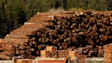 Lumber prices plunge 12% to new 2022 lows as wood inventories start to pile up