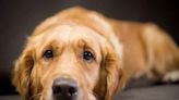 Loss of appetite and increase in urination could be symptom of lesser-known dog disease