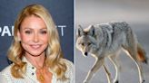 Kelly Ripa encountered wild coyote, tried to warn other hikers: 'I was the town crier!'