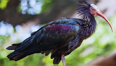 Bird species make remarkable return to European skies after 300 years