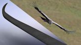 These wind turbine 'winglets' were inspired by the American condor
