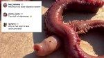 Whale watchers left terrified after creepy ‘blood worm’ washes ashore: ‘Stuff of nightmares’