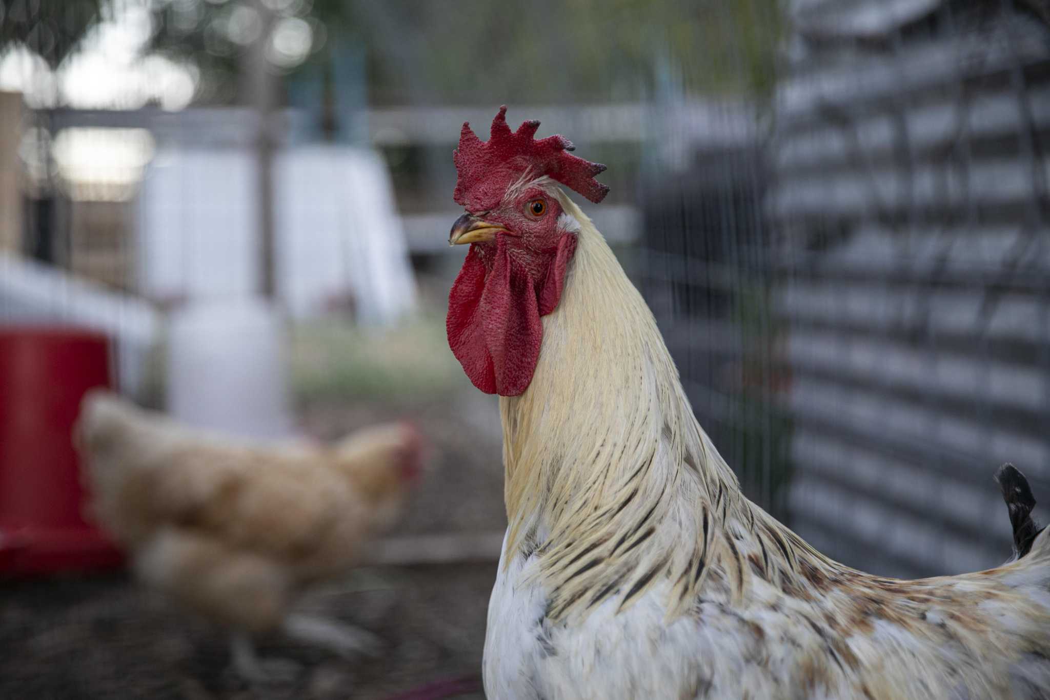 South Texas man charged with killing uncle over pet roosters