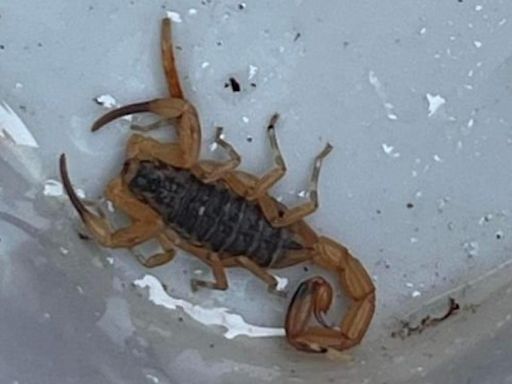 Deadly scorpion found by Plymouth roofers after travelling thousands of miles