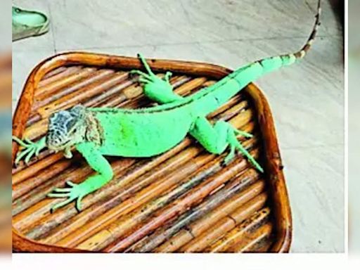Iguana, emperor scorpion seized in exotic pet raid | Bhopal News - Times of India
