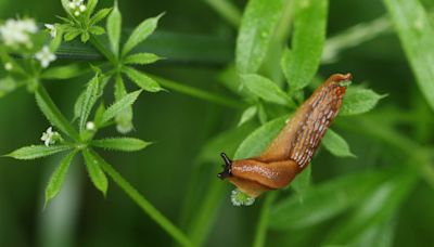 Snail vs. Slug: How to Spot the Difference and Get Rid of Them Fast