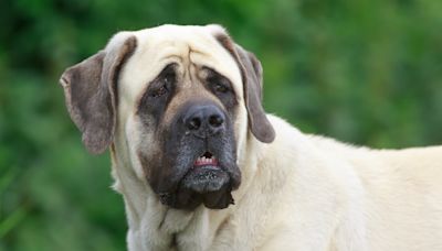 Giant Mastiff Patiently Waiting on Daily Treat From Mail Carrier Is the Best-Mannered Boy