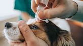 Eye Drops For Dogs: Tips For Giving Your Dog Vital Medication