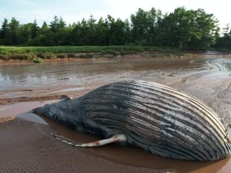 Death of humpback whale in Nova Scotia river raises climate change questions | CBC News