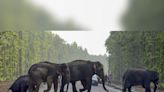 India lost 528 elephants due to unnatural causes in 5 years: Govt data