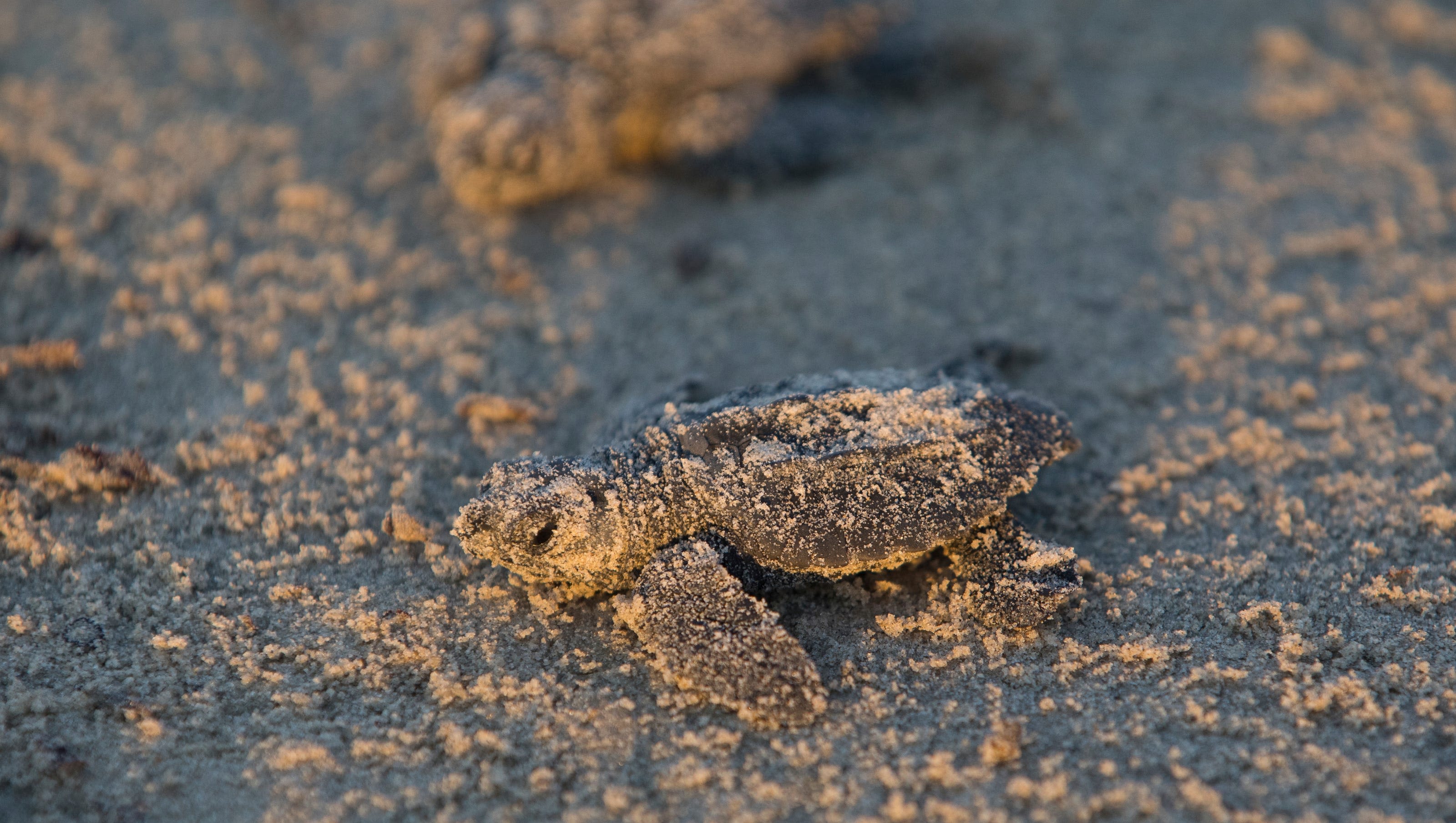 Find a mysterious box on the beach in Texas? Scientists say it has to do with sea turtles