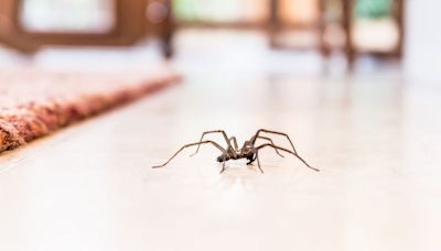 Horror as 'huge' spiders invade homes - but people swear by spray to repel them