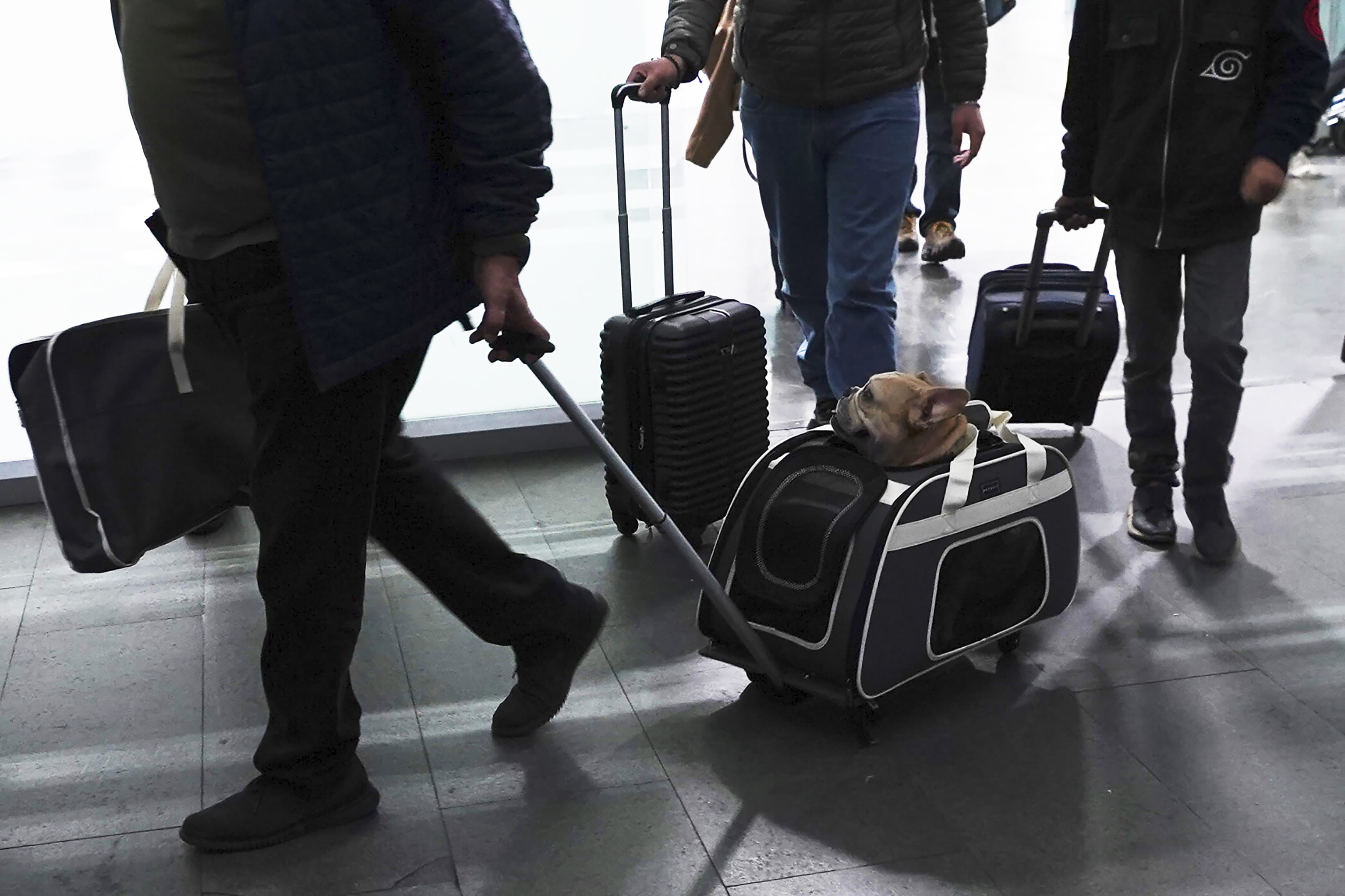 Here's what to know if you are traveling abroad with your dog