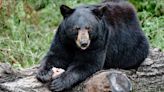 Topeka Zoo brings back live exhibit cameras