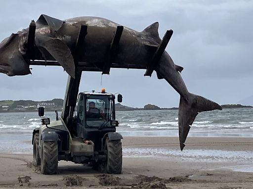 Giant 24ft shark washes up on UK beach, as huge fish is forklifted