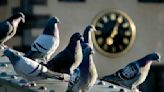 A German town's referendum on culling pigeons has led to an uproar by animal rights activists