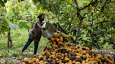 Ghana Trade Surplus Remains Under Pressure From Low Cocoa Output