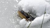 Alligators freeze themselves in solid ice to survive US cold snap