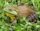 American bullfrog