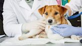 Leptospirosis: Lo que todo amo de perro debe saber