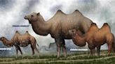 大陸研究報告 「挑食」疑似諾氏駝遠古時代滅絕死因 - 兩岸