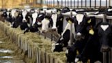 Bird flu was found in one dairy cow sent to slaughter, USDA officials say