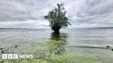 Lough Neagh blue-green algae 'back with a vengeance'