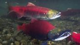 Record sockeye salmon run on Columbia River is now threatened by hot water