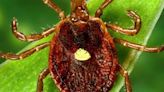 A lone star tick can give you a disease that makes you allergic to meat. Know how to spot it before it bites.