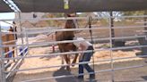 North Las Vegas ranch helps veterans, local wild horse population
