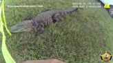 'I hope someone got this on video': Miami-Dade police officer lassos gator with tow rope