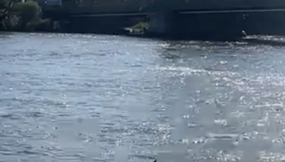 Watch: the terrifying moment a shark is spotted in the River Thames in London
