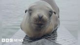 Malnourished sea lion jumps into rowing boat